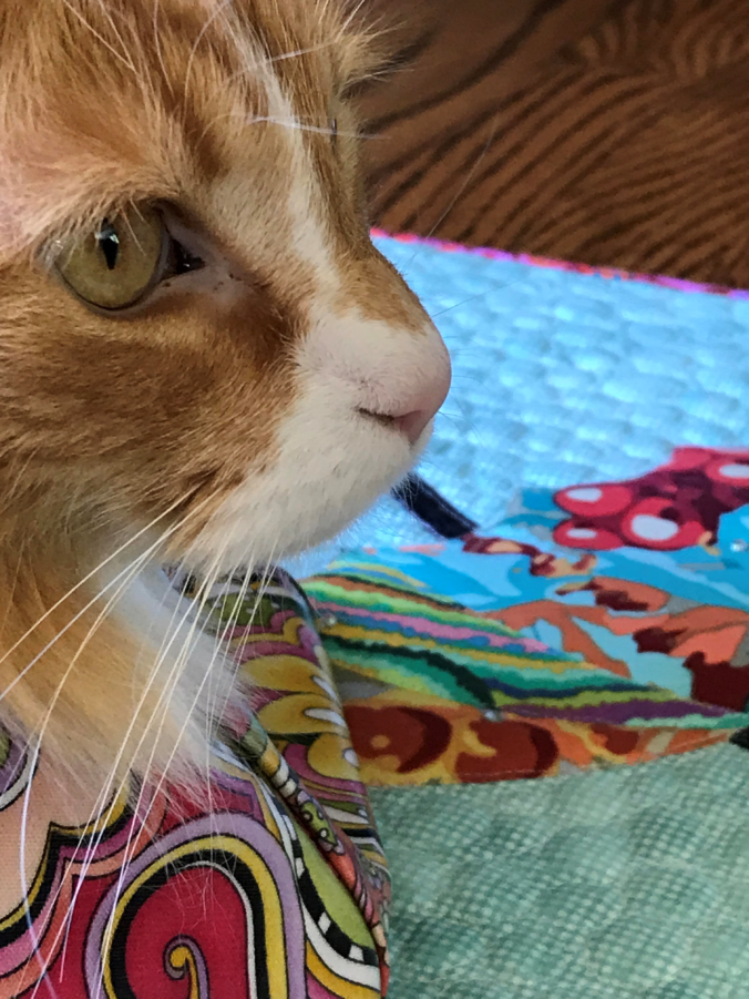 Image of Cat on Quilt