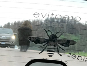 Image of Bison on Road