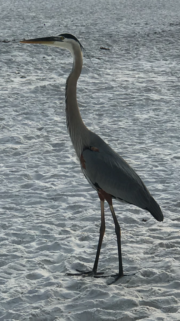 Image of Crane on Beach