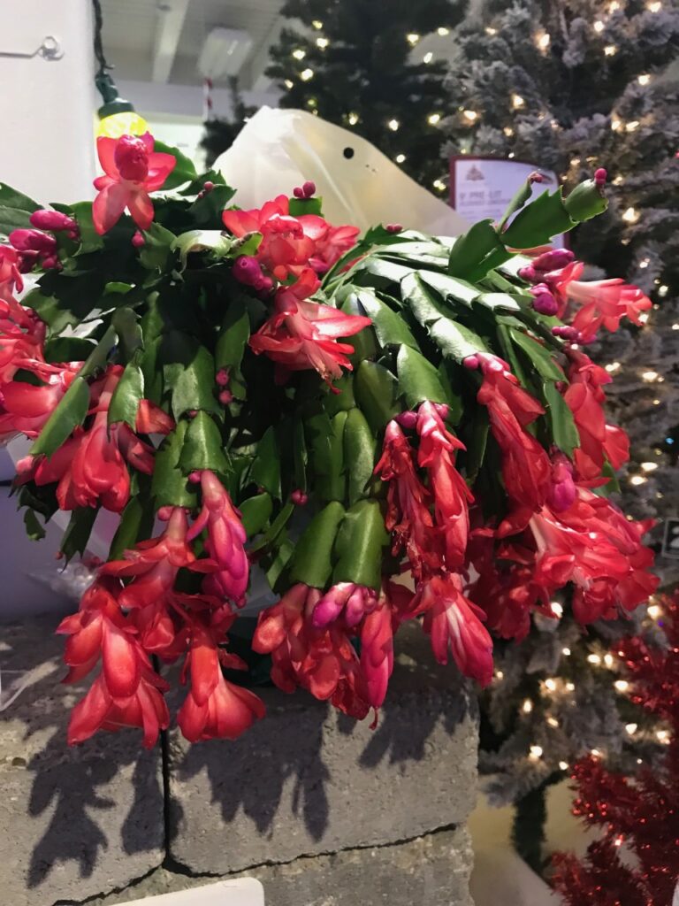 Nature's Color Wheel Christmas Cactus