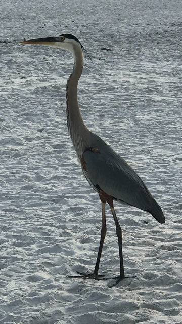 Image of a great blue heron