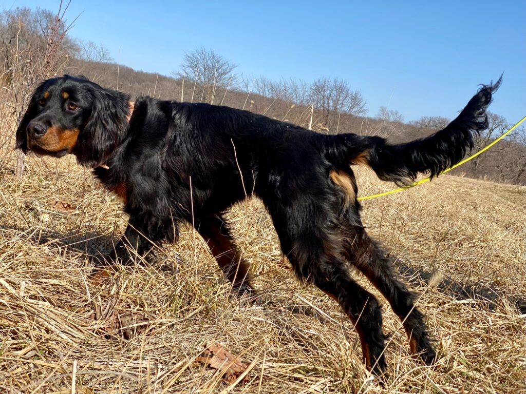 Gordon Setter